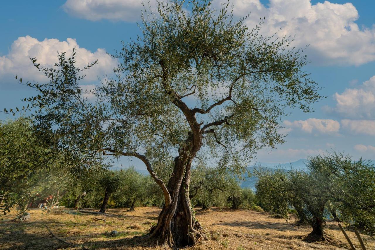 Casetta Maduneta Immersa In Un Oliveto Dolceacqua Eksteriør billede