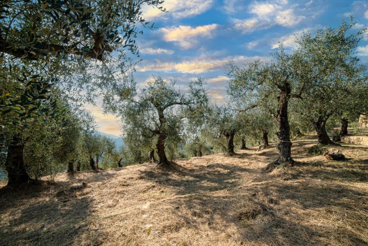 Casetta Maduneta Immersa In Un Oliveto Dolceacqua Eksteriør billede